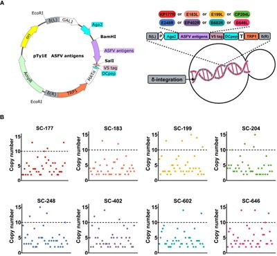 Saccharomyces cerevisiae oral immunization in mice using multi-antigen of the African swine fever virus elicits a robust immune response